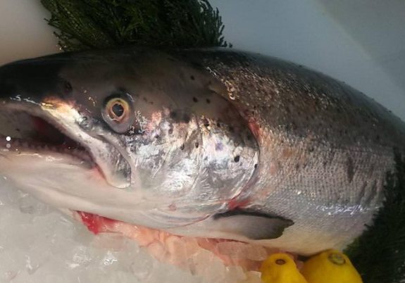 アトランティックサーモン